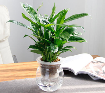 奉化花木出租哪家优?这家给你满分答案!